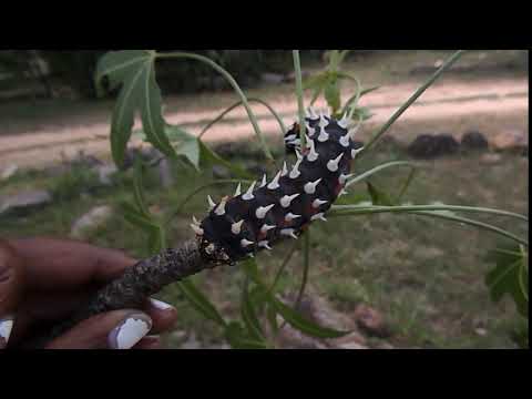 UNBOXING ENTOMOLOGY_Edible Cabbage Tree Emperor Moth Caterpillar (Bunaea alcinoe), Zimbabwe