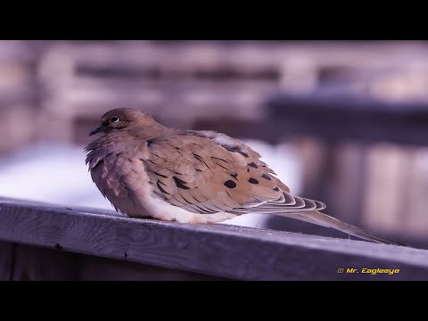 4k Video Mourning Dove Song Coo Calling Sound