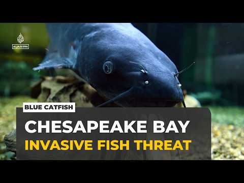 Blue catfish threaten Chesapeake Bay: Invasive fish put fisheries and local economy at risk