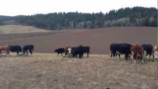 preview picture of video 'Nov. 2012 Feeding the Beef Cattle & Calves'