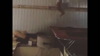 faze tari faza nereusita