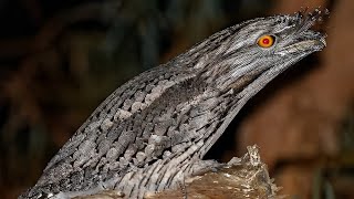 Download lagu FROGMOUTH | Burung paruh kodok yang pandai berkamuflase mp3 Download lagu FROGMOUTH | Burung paruh kodok yang pandai berkamuflase mp3
