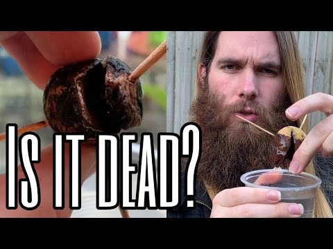 How Can You Tell if an Avocado Seed Has Died?