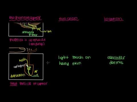Ruffini's Ending and Hair Follicle Receptor