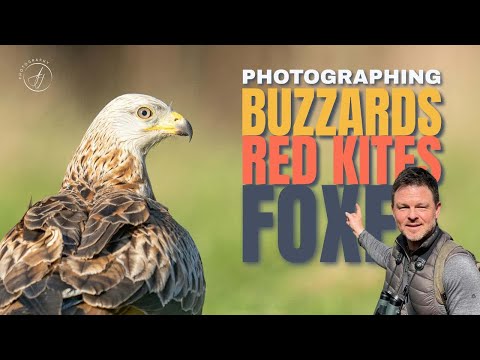 Photographing Raptors & Foxes || Wildlife Photography || Sony A1 w/ 400mm f2.8 GM || 4K