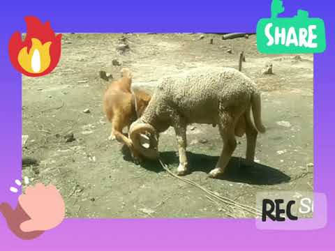 dog and sheep amazing friend ship for life