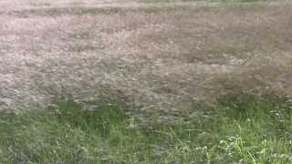 Neko Case - Where Did I Leave That Fire