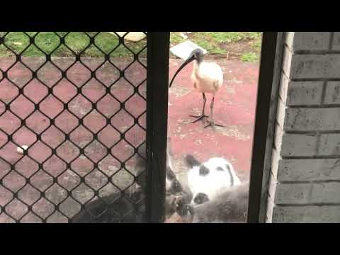 Thoth is Fearless. Ibis bullies FOUR cats at once
