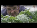 Basil Processing In Hindi Bobby Bognar Food Tech History TV 18
