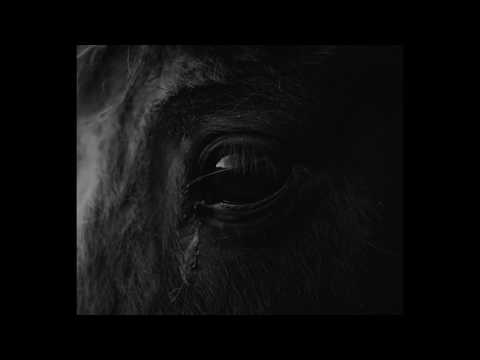 I Am Oak - Swells (Official Music Video)