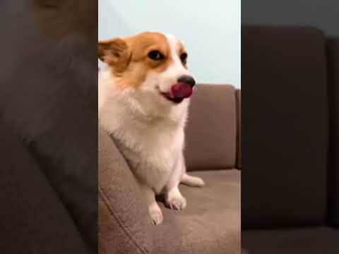 Funny cat video funny animals videos pets funny #funnycat #funnyanimals #cutecat #cats #funnypets