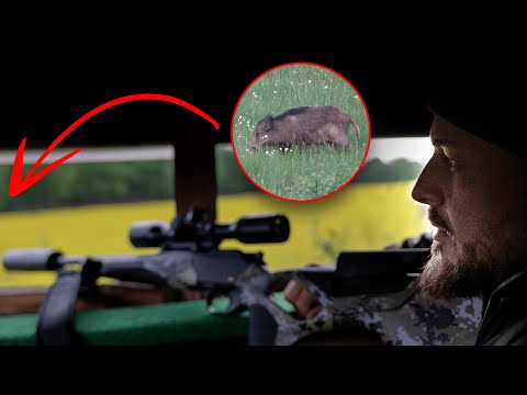STRONG haul in May? - Wild boar & devil hunting in the Hunsrück (Copterpro Jagd)