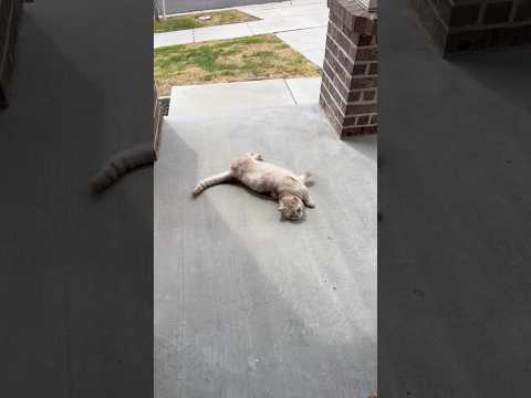 Always trying to get away 😐 #catsofyoutube #cats #catvideos #catshorts #catlover