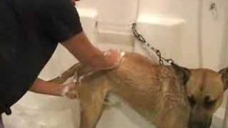 Bathing the Dog | Pet Grooming School | Wag My Tail