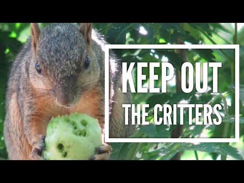 Safest Way to Keep out the squirrels and chipmunks
