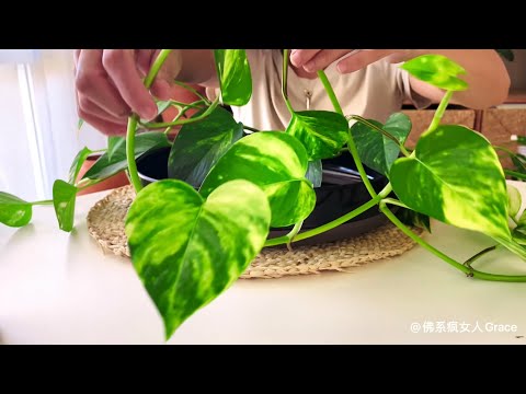 黃金葛 水耕