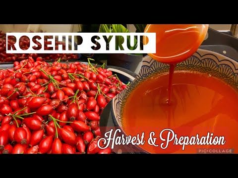 # 20 | Colhendo e fazendo xarope de ROSA MOÇA CASEIRO | SIRO QUẢ TẦM XUÂN vitamina C gấp 20 lần quả cam