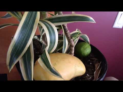 The wild Gucci mango