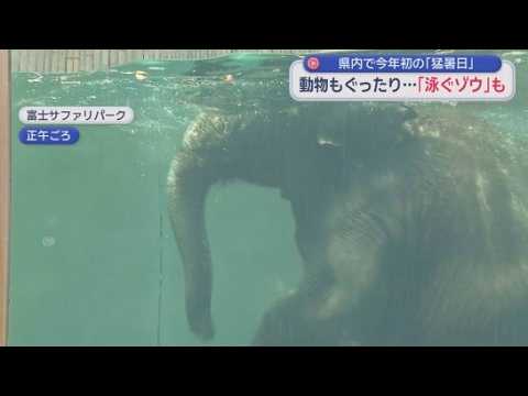 YouTube Video 静岡県内で今年初めての猛暑日　浜松市佐久間は全国一の暑さに　熱中症の疑いで15人が搬送　富士サファリパークではゾウが泳いだ！