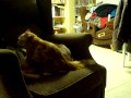 Riot Massaging And Humping Link