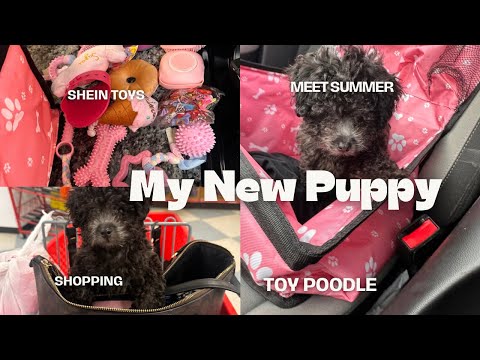 Getting My New Toy Poodle Puppy| First 72 Hours| shopping| first bath| Amazon Play Pin
