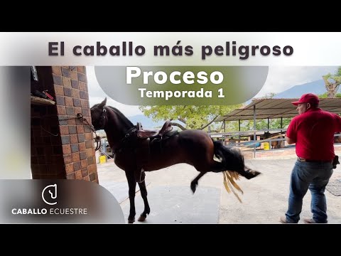 , title : '🐴🧨 EL CABALLO MÁS PELIGROSO ⚡💣  -  Resumen del proceso - Temporada 1 - Doma racional'