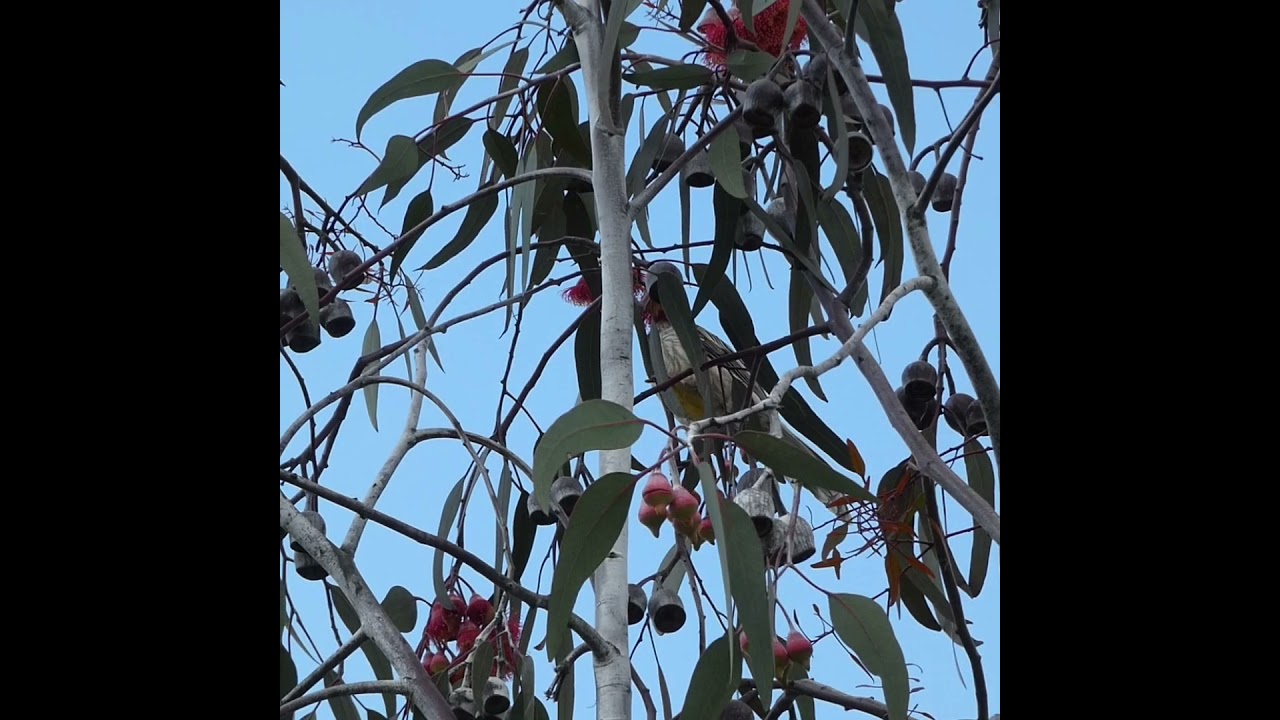 Red Wattle Bird eating nectar from gum trees in flower. Honeyeater Australian Native