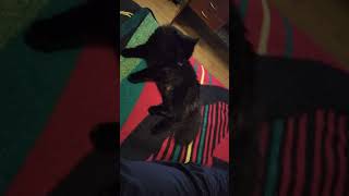 Гафета кошка. Приколы с котами. Кот черныш