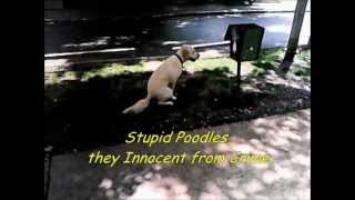 Poodles -  Amnon Kabuly (+Subtitles)
