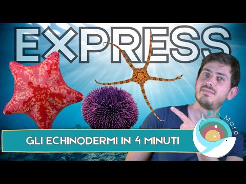 STELLE MARINE, RICCI E CETRIOLI DI MARE: ECHINODERMI IN 4 MINUTI - BIOMARE EXPRESS - SUB H2O