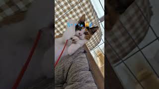 三毛の子猫ファミリー計画14 新しいおもちゃで仲良くなる！🤗😺 #ニャンキー #三毛猫 #子猫
