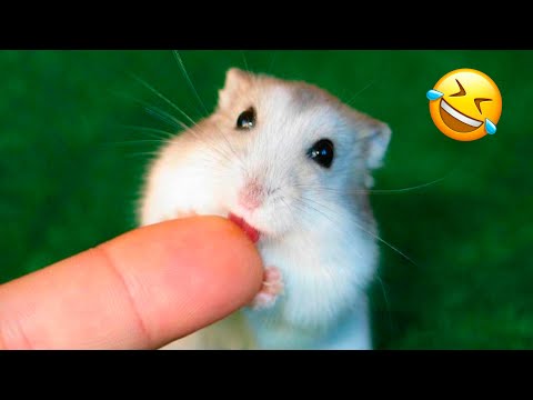 Vidéos drôles de hamsters | moments mignons et drôles des animaux partie 2
