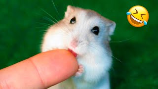 Vidéos drôles de hamsters | moments mignons et drôles des animaux partie 2