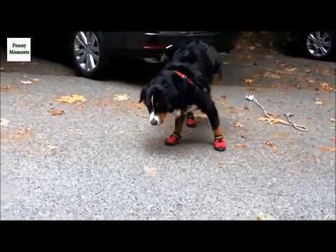 example video of winter dog & cat snow boots