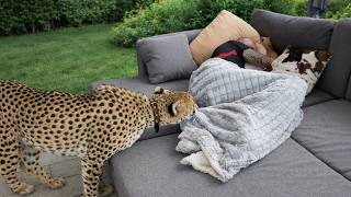 Interesting Animal Moments Caught on Camera!