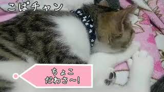 【子猫】part31子猫３ヶ月寝たいのに…………。🙀