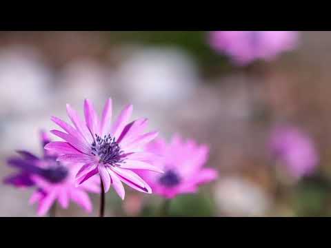 Opwekking 311 'k Heb geloofd VV