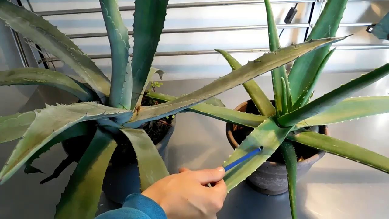 ¿Cuál es la diferencia entre agave y aloe vera? VALETRY