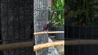 Download lagu konin isian kenari mp3