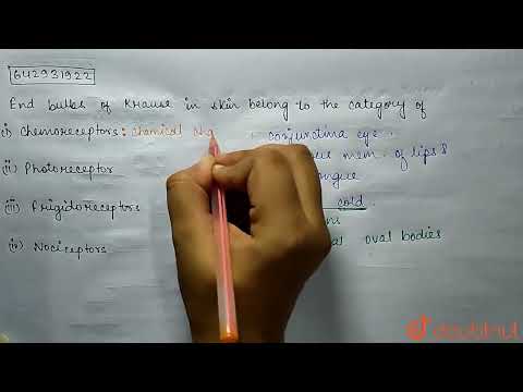 End bulbs of Krause in skin belong to the category of | CLASS 12 | MOCK TEST 15 ZOOLOGY | BIOLOG...
