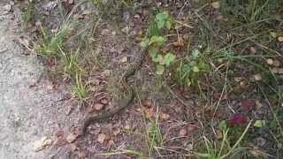 preview picture of video 'Paprastoji Angis prie Rekyvos ežero 4 (lot. Vipera berus, eng. Common adder, ger. Kreuzotter)'