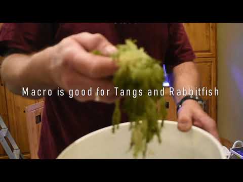 A Typical Aquarium Maintenance Service