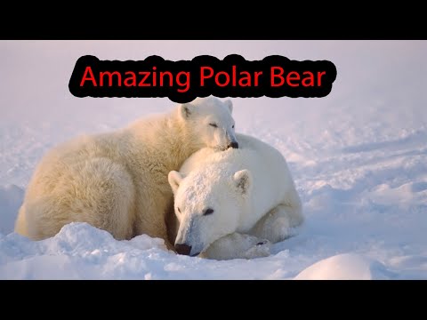 The Life of a Baby Polar Bear | Wildlife |