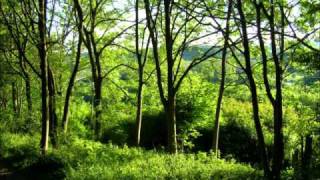 Llwyn Onn ( The Ash Grove ) - Cor Meibion Treorci Choir