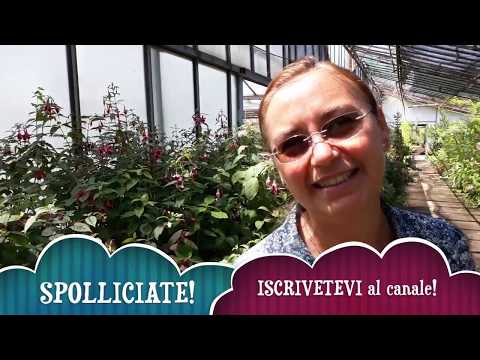 Fuchsia? No thanks! That's why many people don't want it anymore!