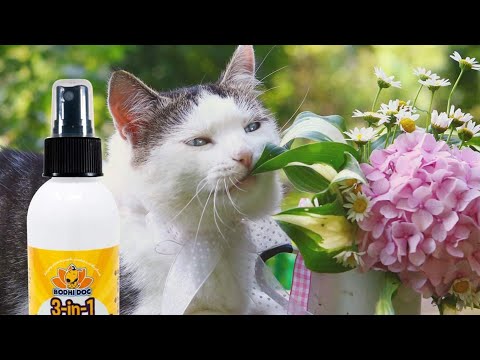 Top 5 Best Cat Deterrent Sprays in 2022 | Review & Buying Guide