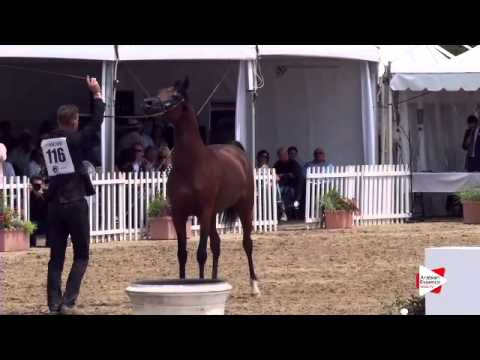 N.116 NASHMI AL HAWAJER - Menton 2015 - Colts 3 years old (Class 8)