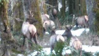 preview picture of video 'Quinault Rosevelt Elk'