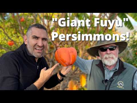 Giant Fuyu Persimmon Tree Tips Revealed!—Pruning, Ripening & Harvesting w/ Tom Spellman