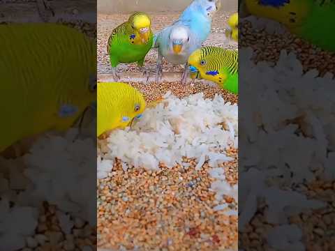 Budgies eating rice  🍚 best softfood for Budgies parrots 😍